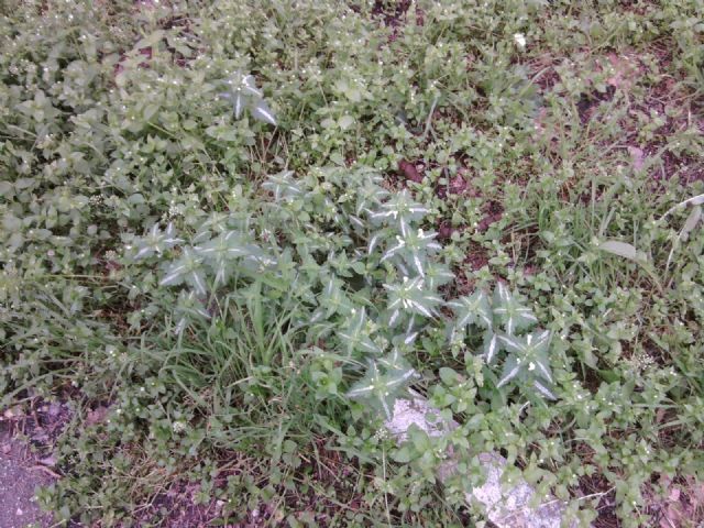 Pianta da determinare - Lamium sp.